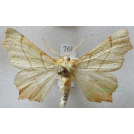 Ennomos erosaria (Denis & Schiffermüller, 1775) male Latalec gruszak Czech76l